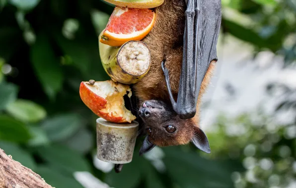 Greens, language, look, pose, wings, oranges, fruit, banana