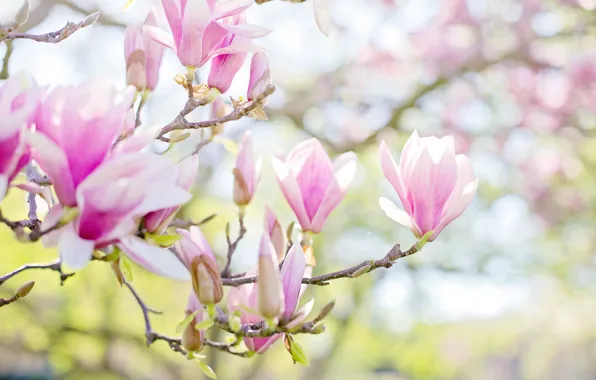 Leaves, light, flowers, freshness, branches, background, spring, buds