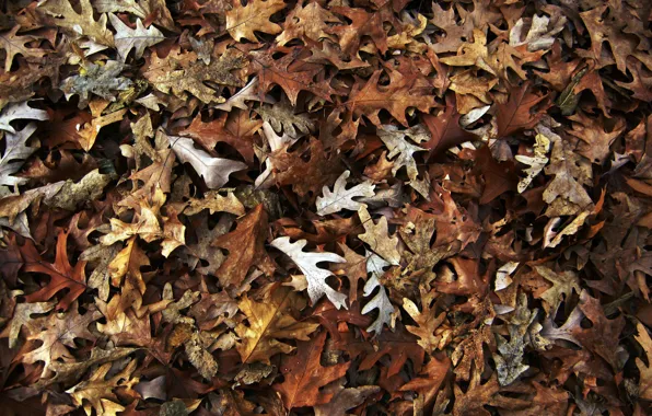 Autumn, leaves, nature