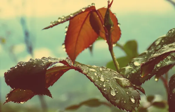 The sky, leaves, drops, sheet, green, green, rose, petals