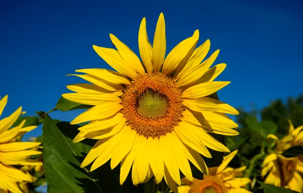 Field, the sky, sunflower, petals