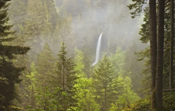 Picture forest, trees, nature, waterfall, Oregon, haze, USA, USA