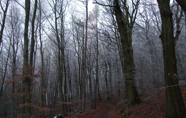 Frost, forest, trees, nature, Germany, path, Germany, Heidelberg