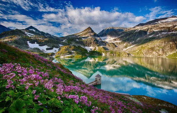 Picture flowers, flowers, rocks, mountains, reflections in the water, reflections in water, field, rocks