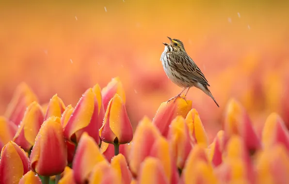 Drops, flowers, bird, tulips, orange background, orange, buds, singing