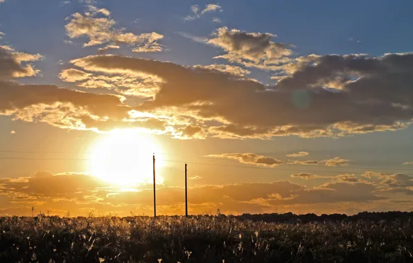 Picture the sun, sunset, Russia, grove, Russia, nature, sunset, grove