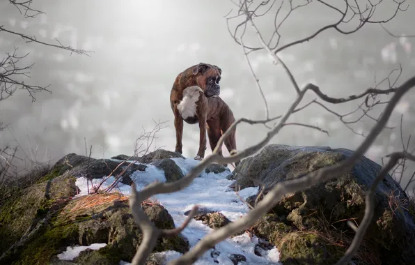 Winter, nature, dog