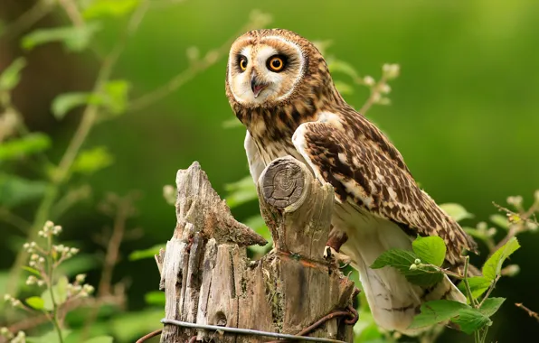 Picture look, leaves, green, background, owl, bird, stump, twigs