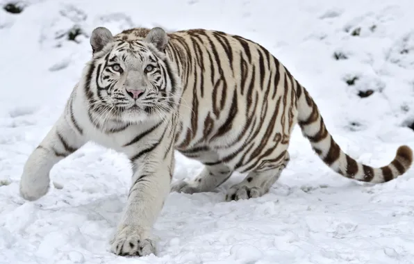 Winter, snow, tiger, predator