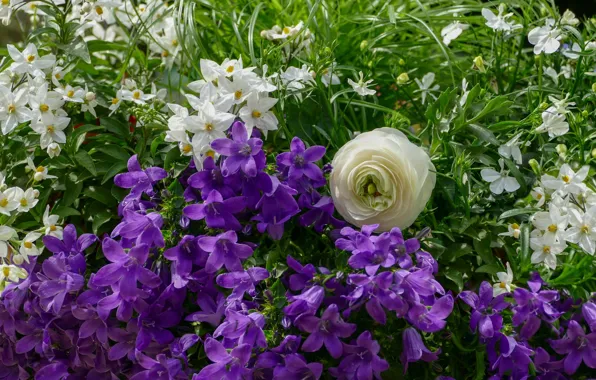 Greens, purple, summer, flowers, garden, white, bells, flowerbed