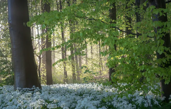 Greens, forest, light, trees, flowers, branches, nature, Park