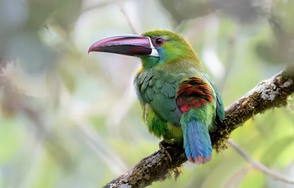 Look, nature, green, background, bird, branch, beak, Toucan