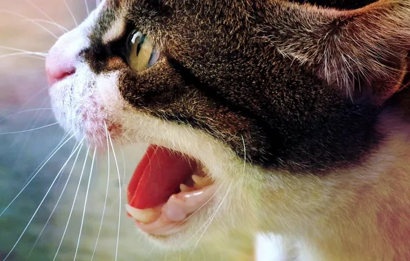 Cat, cat, face, teeth, wool, mouth