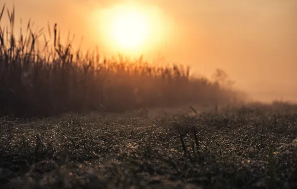Field, nature, morning