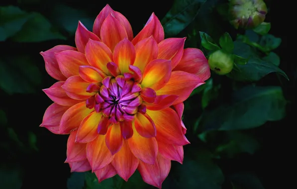 Picture macro, petals, dahlias