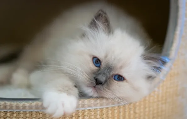 Cat, white, look, pose, kitty, portrait, baby, muzzle