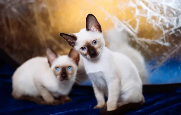 Cat, look, background