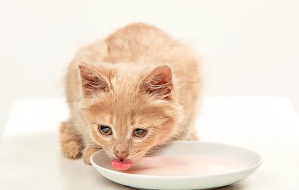 Picture Cat, Cat, White background, Milk, Saucer, Ears, Drinks milk