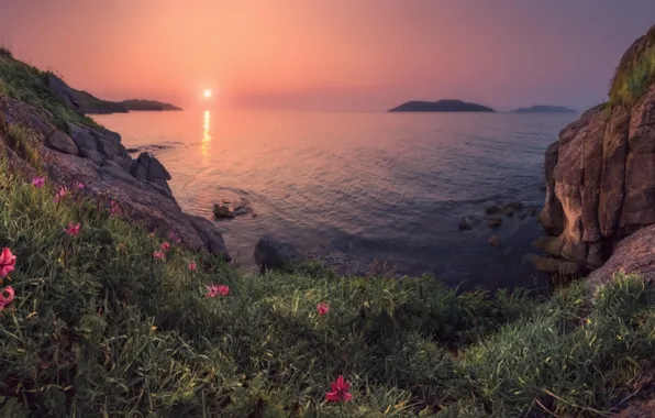 Picture sea, summer, the sun, sunset, Lily