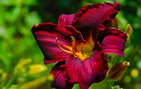 Flower, daylilies, brown daylilies