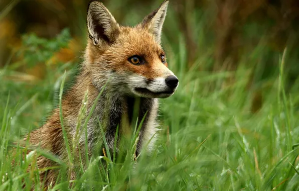 Fox, Nature, Grass, View