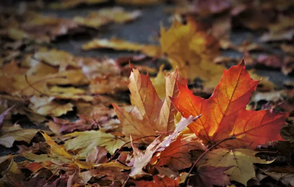 Autumn, leaves, October, bokeh