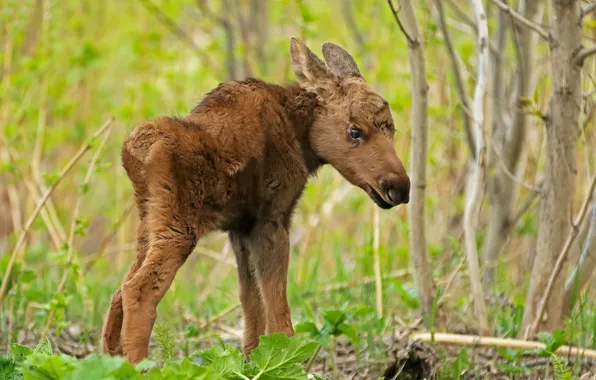 Nature, baby, moose