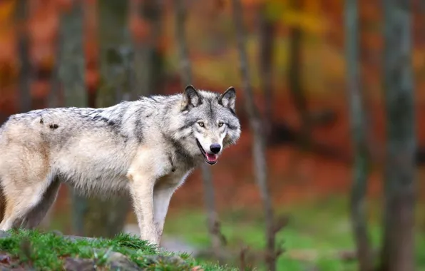 Nature, predator, animal, wolf, wildlife, portrait, portrait., Canis lupus. face