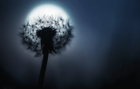 Night, dandelion, the moon