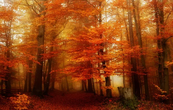 Road, autumn, forest, light, trees, branches, nature, fog