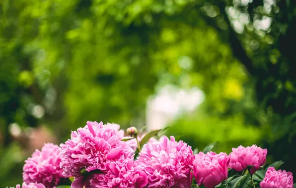 Trees, petals, peonies, pink color