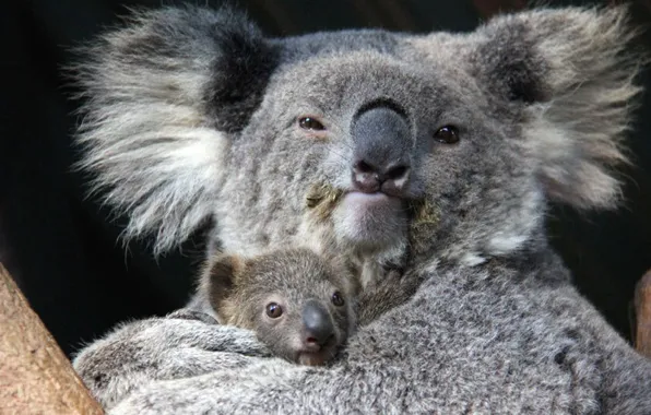 Picture animal, wildlife, australia, potd-koala