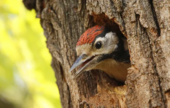 Picture tree, bird, head, woodpecker, the hollow