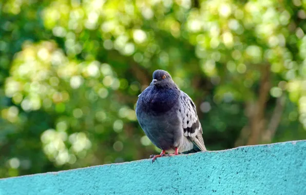 Picture nature, animal, bird, pigeons, bokeh