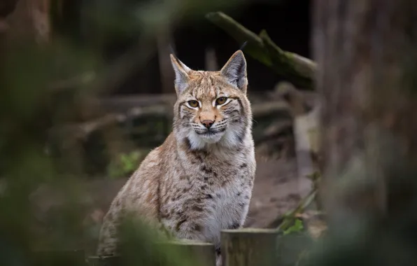 Look, face, tree, lynx, sitting, bokeh, hemp