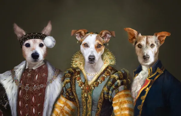 Picture portrait, dog, costume, image, the middle ages, Jack Russell Terrier