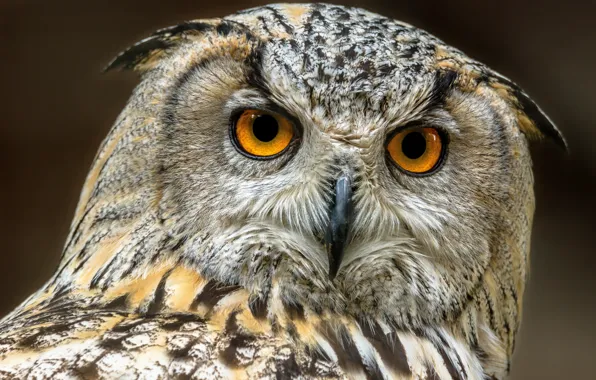 Picture look, owl, bird, portrait