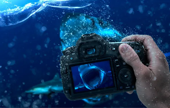 Water, shark, the camera, the water level