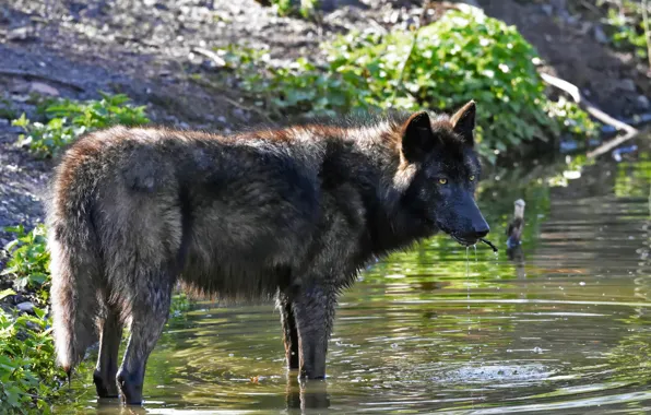 Picture look, stream, wolf, predator