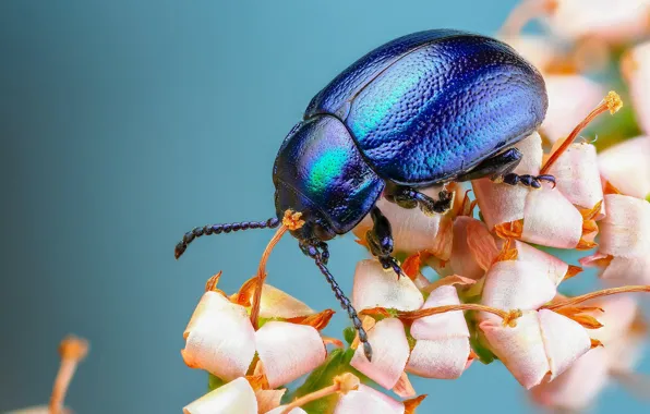 Macro, flowers, blue, beetle, insect, brilliant