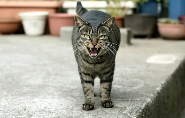 Picture cat, street, teeth