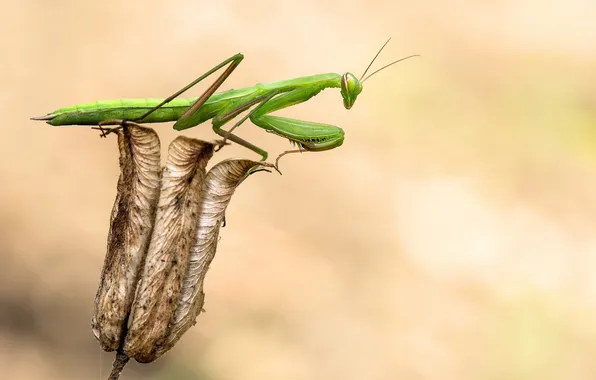Picture green, background, plant, mantis