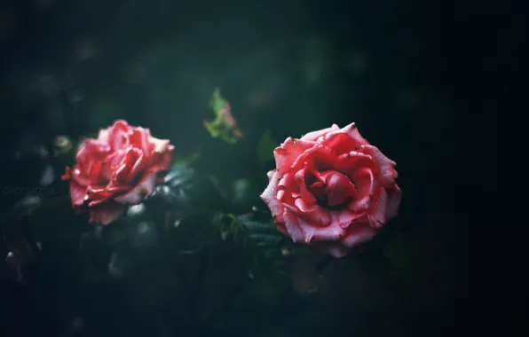 Picture flower, the dark background, pink, rose, bokeh, dobraatebe