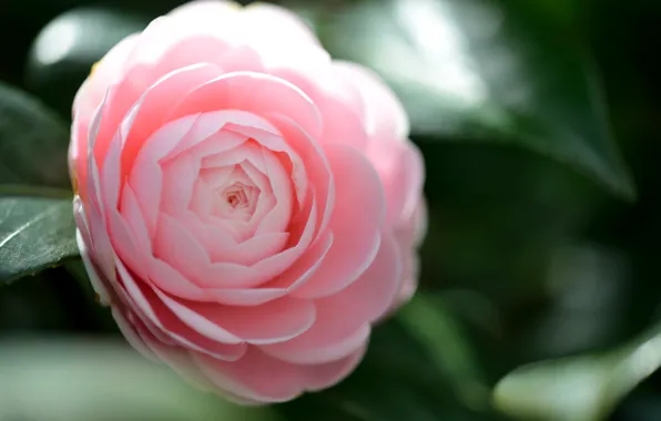Macro, flowers, pink, Camellia