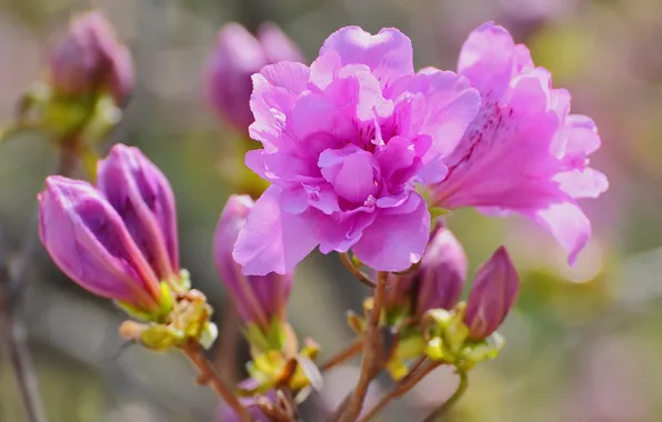 Picture flowers, beauty, spring, pink, rare