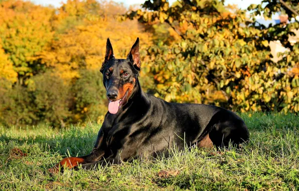 Doberman Pinscher (USA) by AlaxendrA on DeviantArt