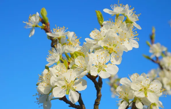 Flower, spring, blooming