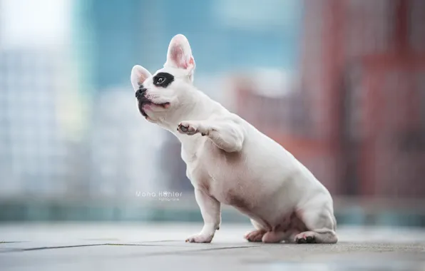 Paw, dog, bokeh, French bulldog