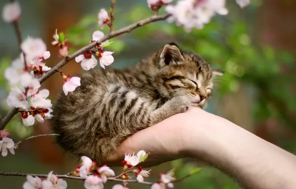 Cat, flowers, branches, pose, kitty, grey, hand, sleep