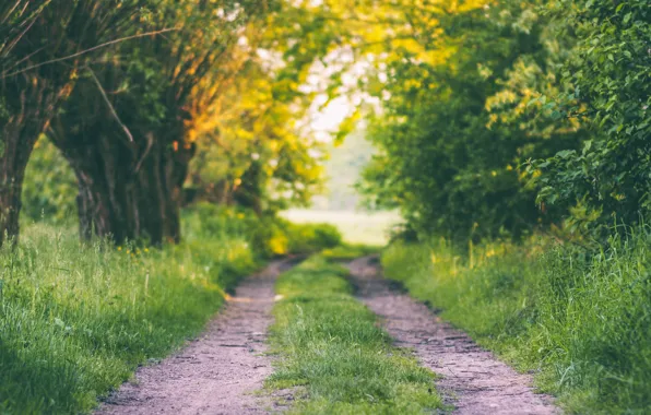 Picture forest, grass, trees, track